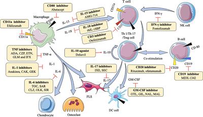 Frontiers | Promising Therapeutic Targets For Treatment Of Rheumatoid ...